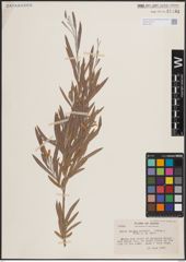 Foto von Salix exigua Nutt.
